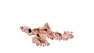 bird_hands